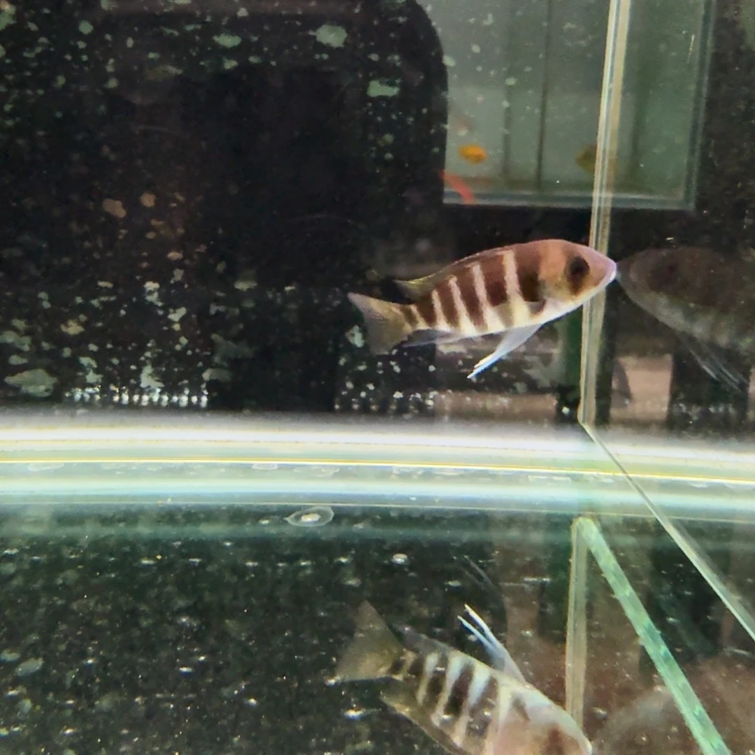 一***钱海水866布隆迪。