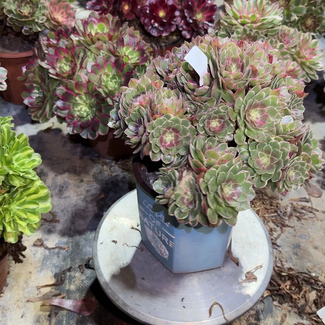 多肉植物莲花座521