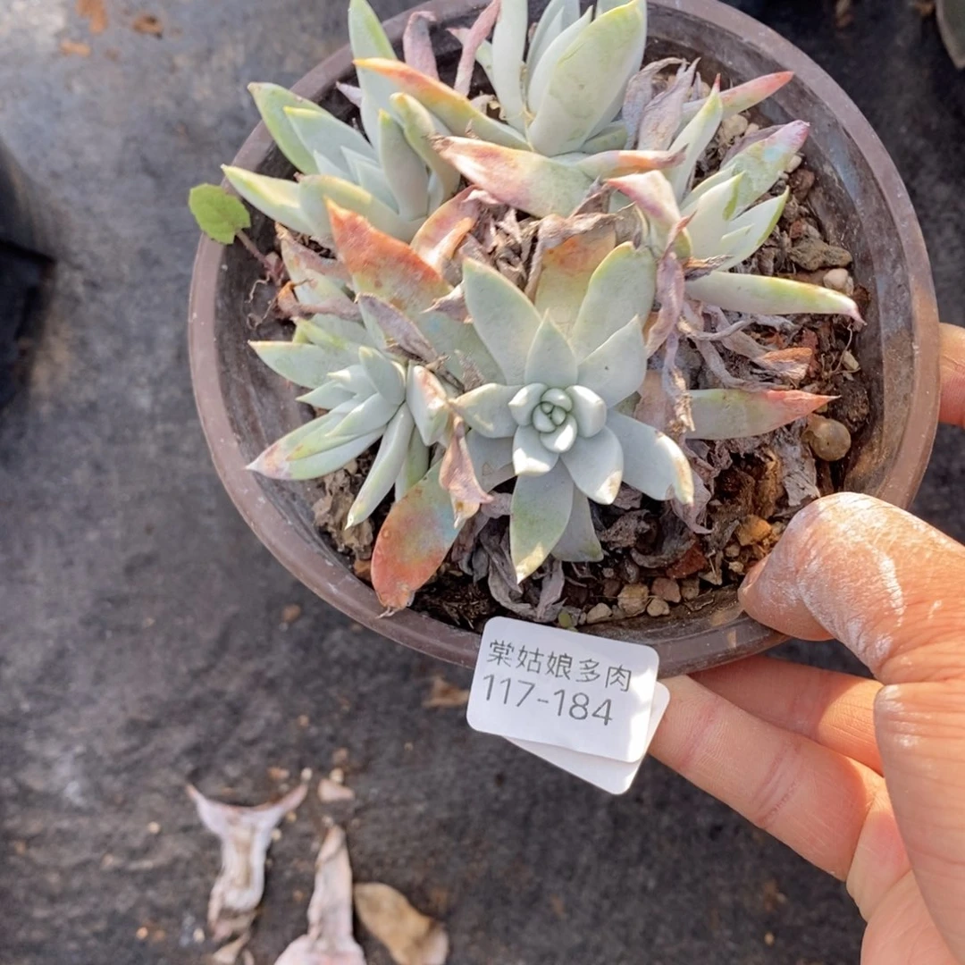 184号苹果叶小可爱的多肉