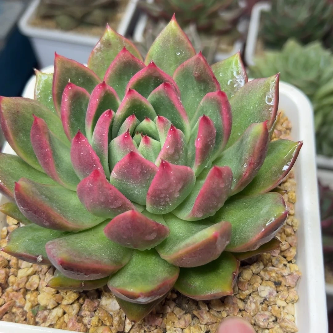 多肉植物一物一拍（5号）