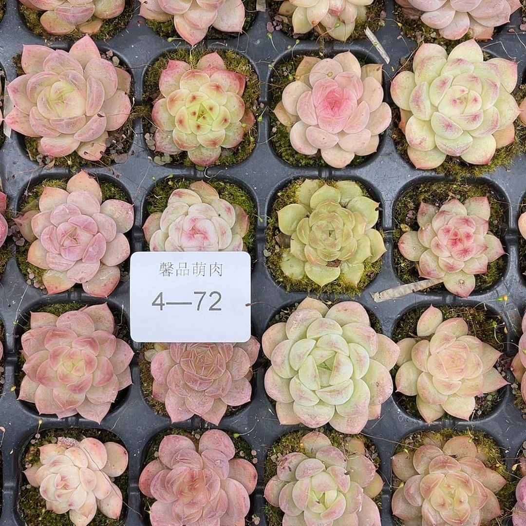 多肉植物一物一拍4-72