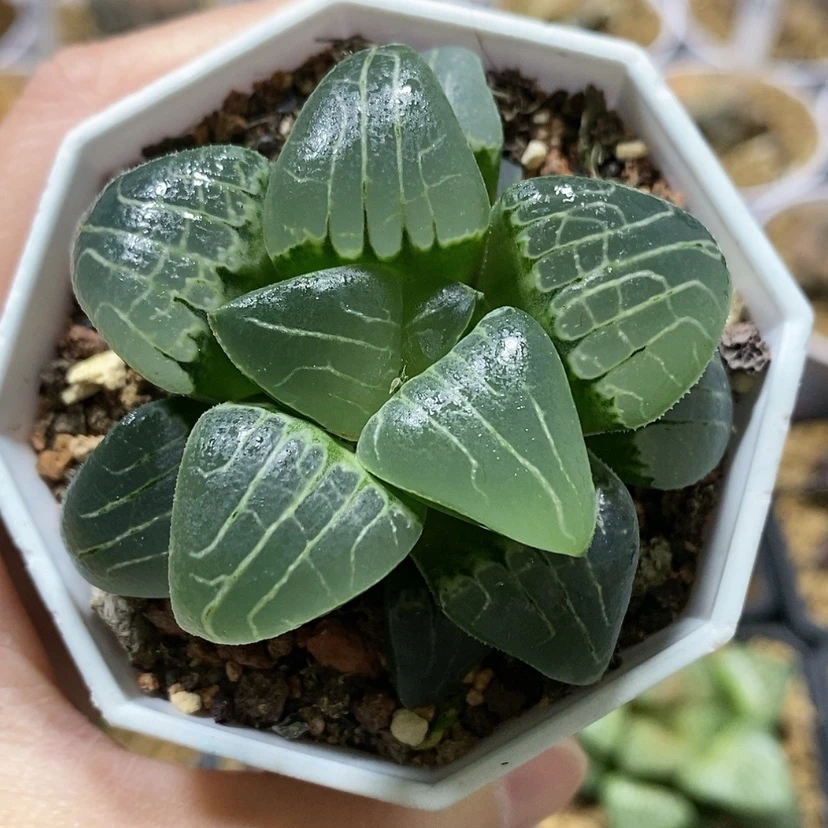 【闪购商品】36粉色甜心