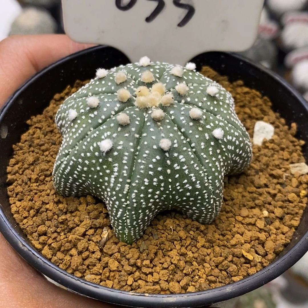 033海星福利特价咯