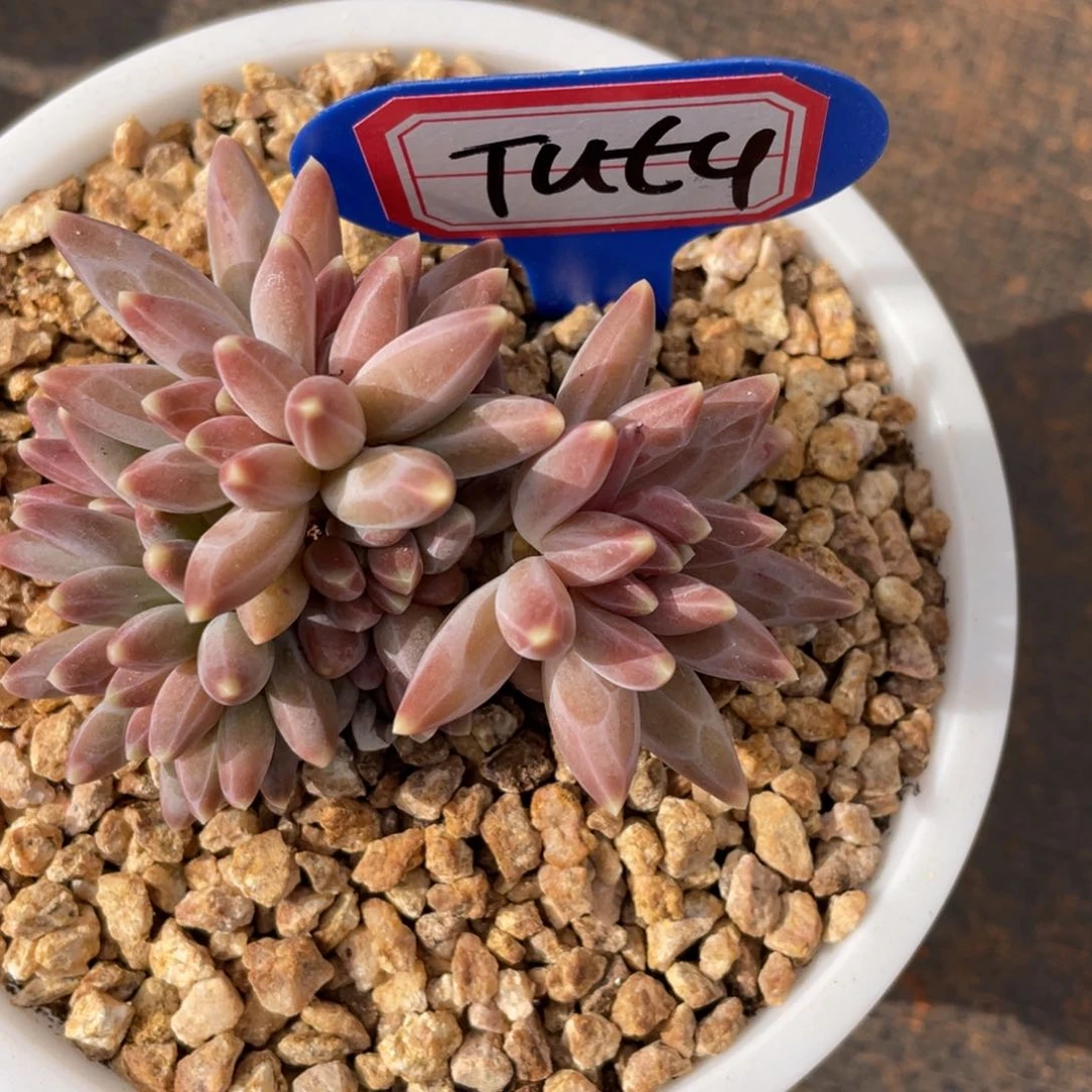 T****仔姐姐说她真的不是一般