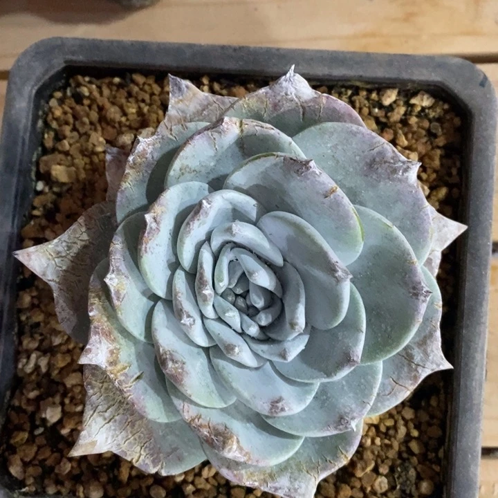 普芙拇指，小云朵