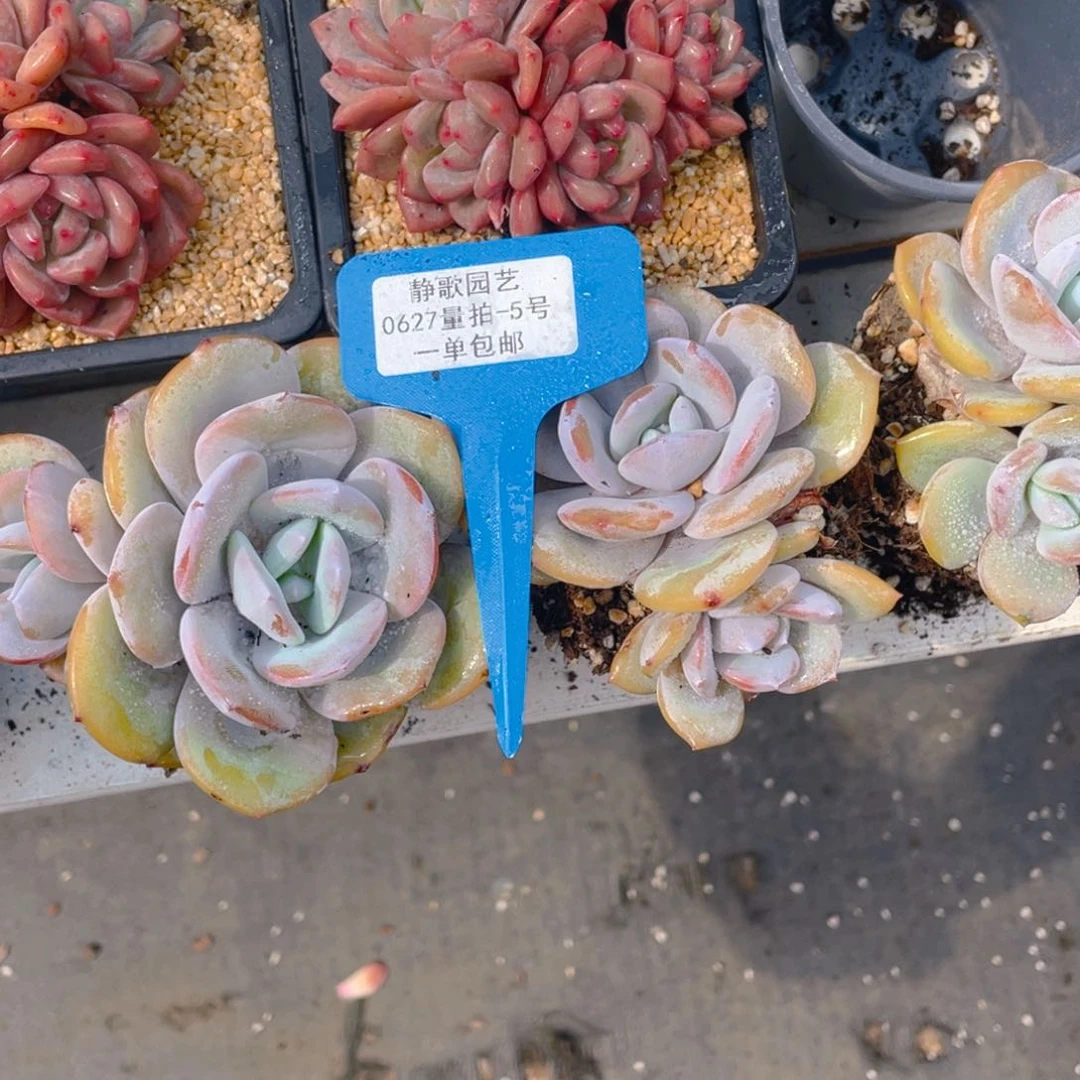 0627-5-韩版奶茶大双头一刻