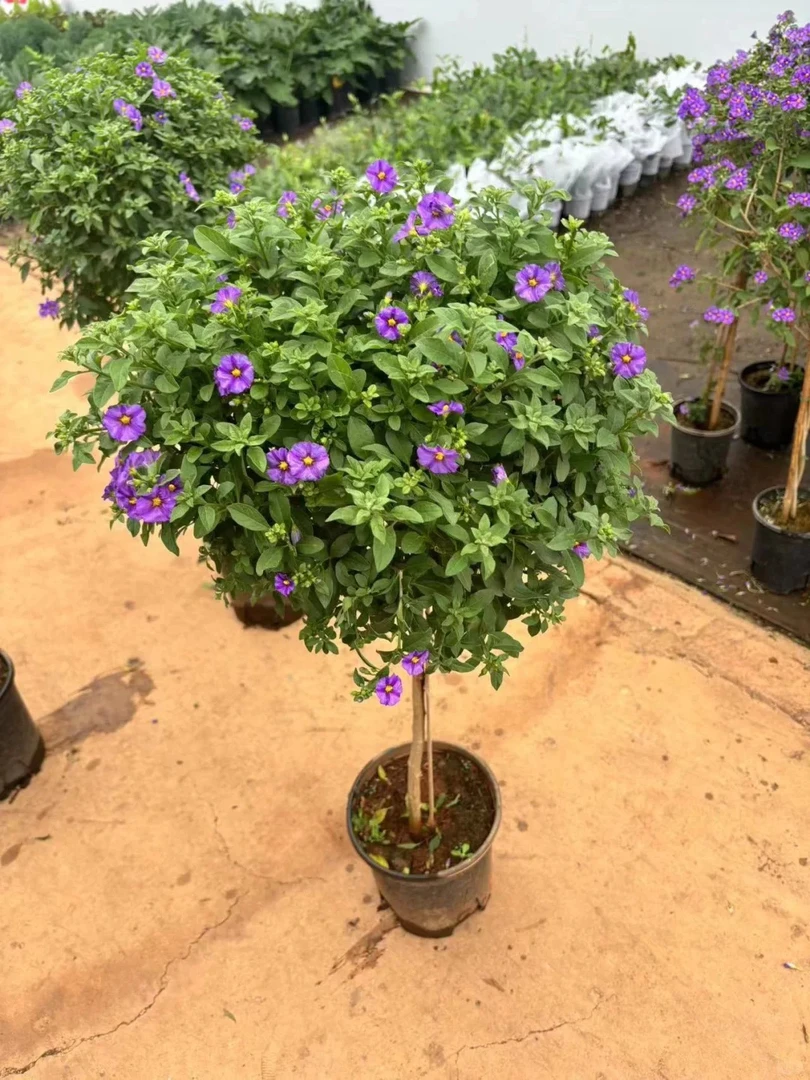 【蓝茄花】棒棒糖阳台庭院易养护云南昆明基地直发