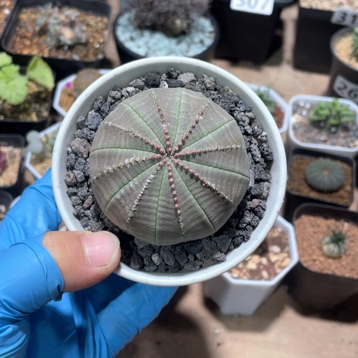 微**语239实生大单头欧布