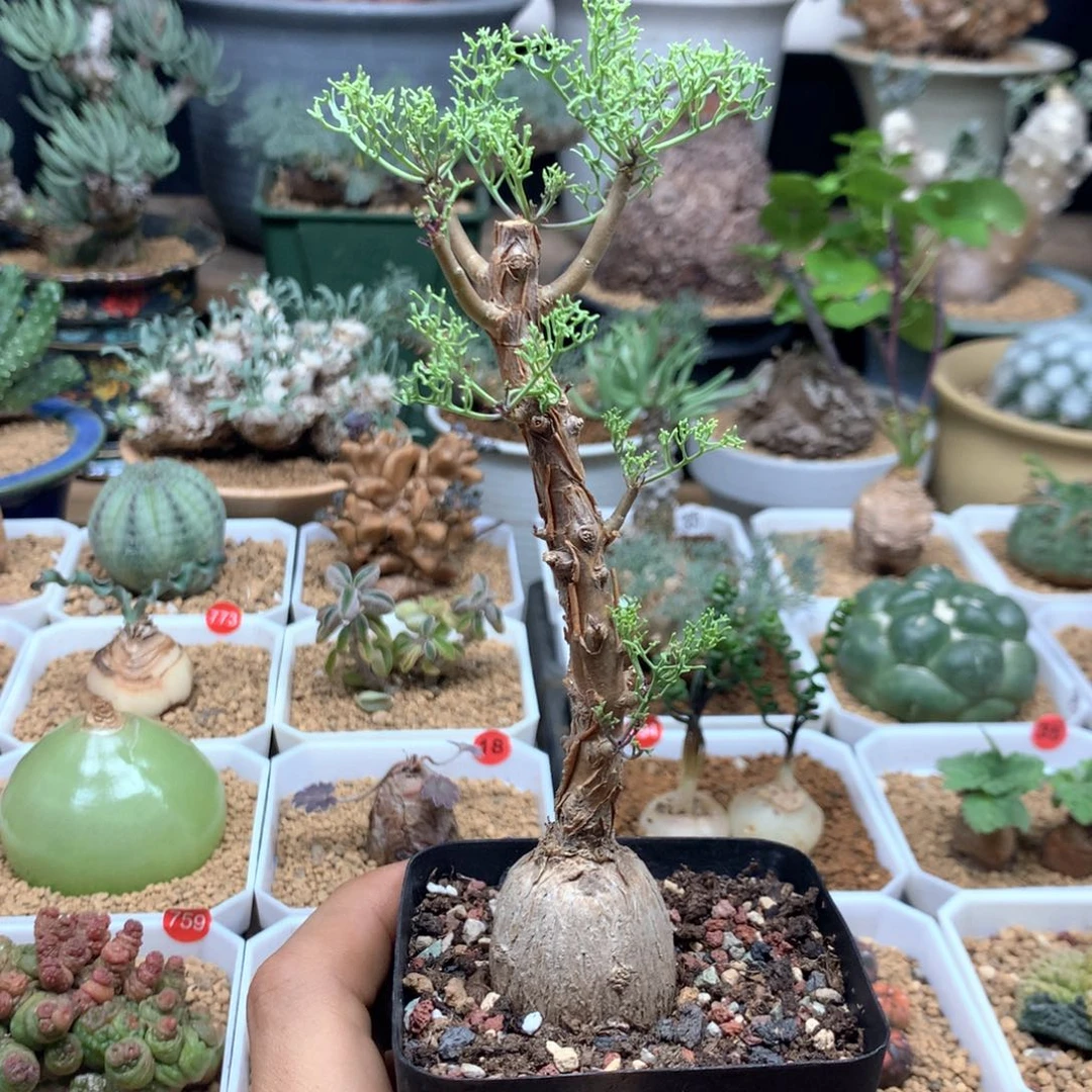 羽叶厚敦菊母本多肉