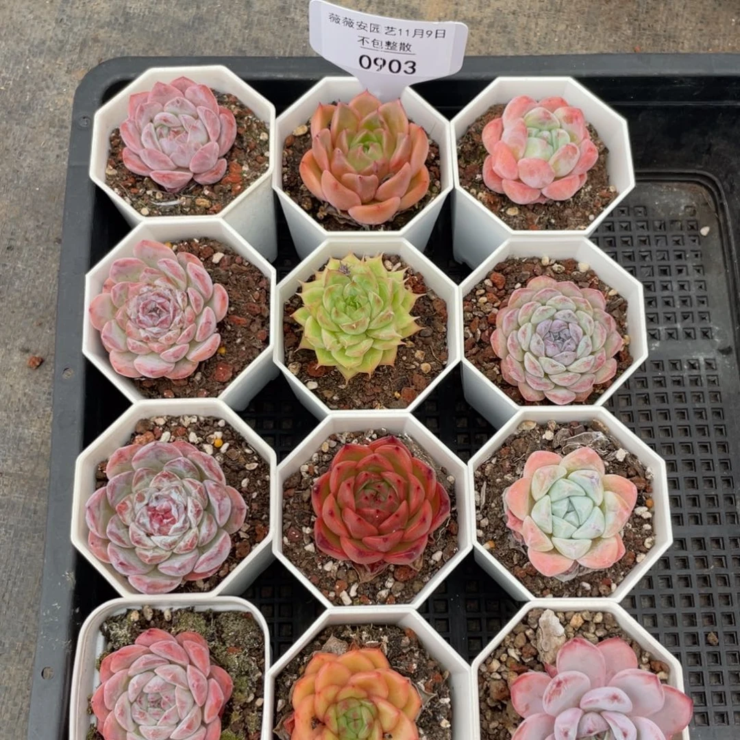 不包整散 盆子不售后0903