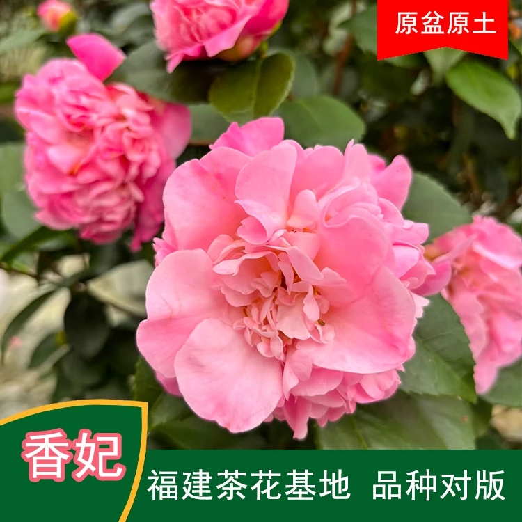 香妃浓香型山茶花盆栽带花苞好养活适合室内外阳台庭院种植花卉