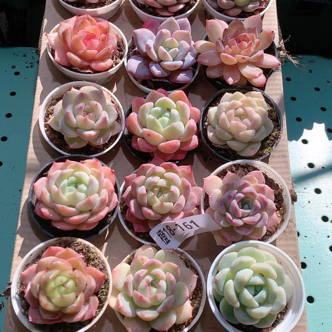 18-161一物一拍带盆18颗