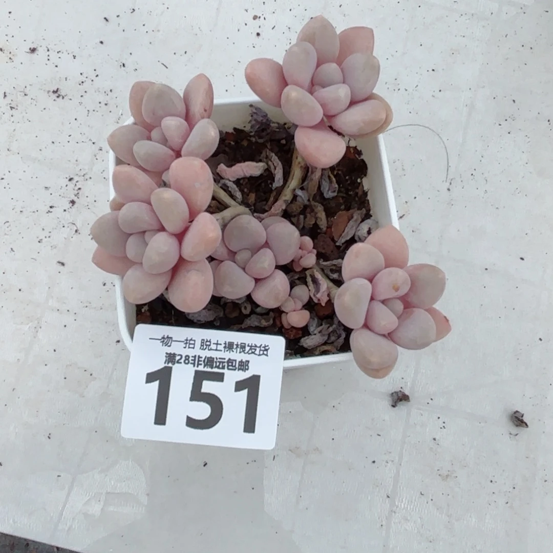 艾伦小群无盆土发货
