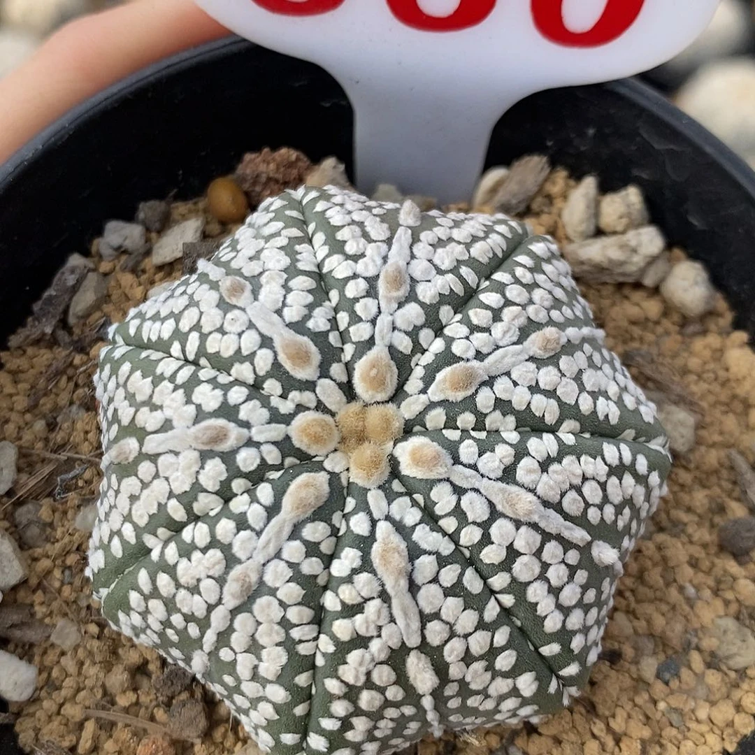 660七愣海星奇迹系列