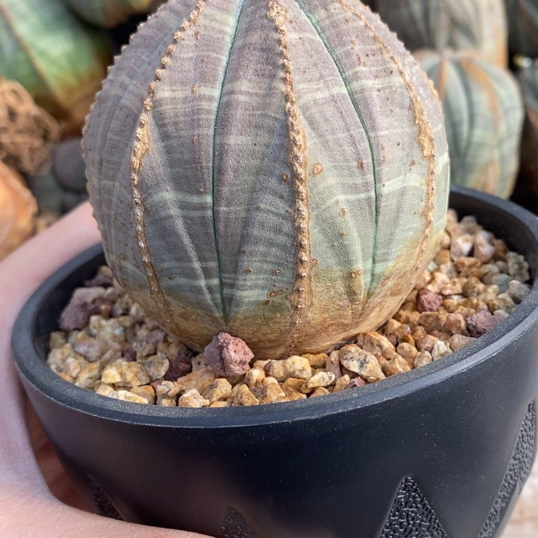 21 欧系实生布纹球多肉植物