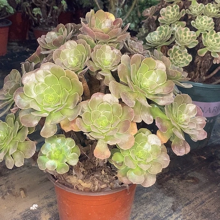 荷兰玫瑰多肉植物049