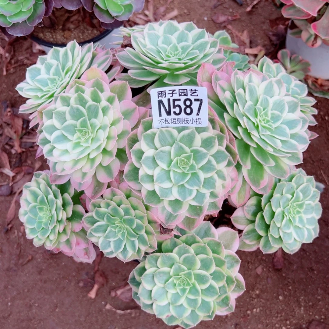 587海王尺寸30左右