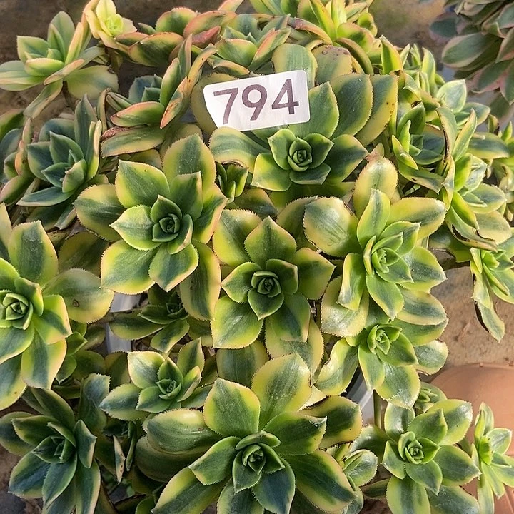 星爆多肉不包断794