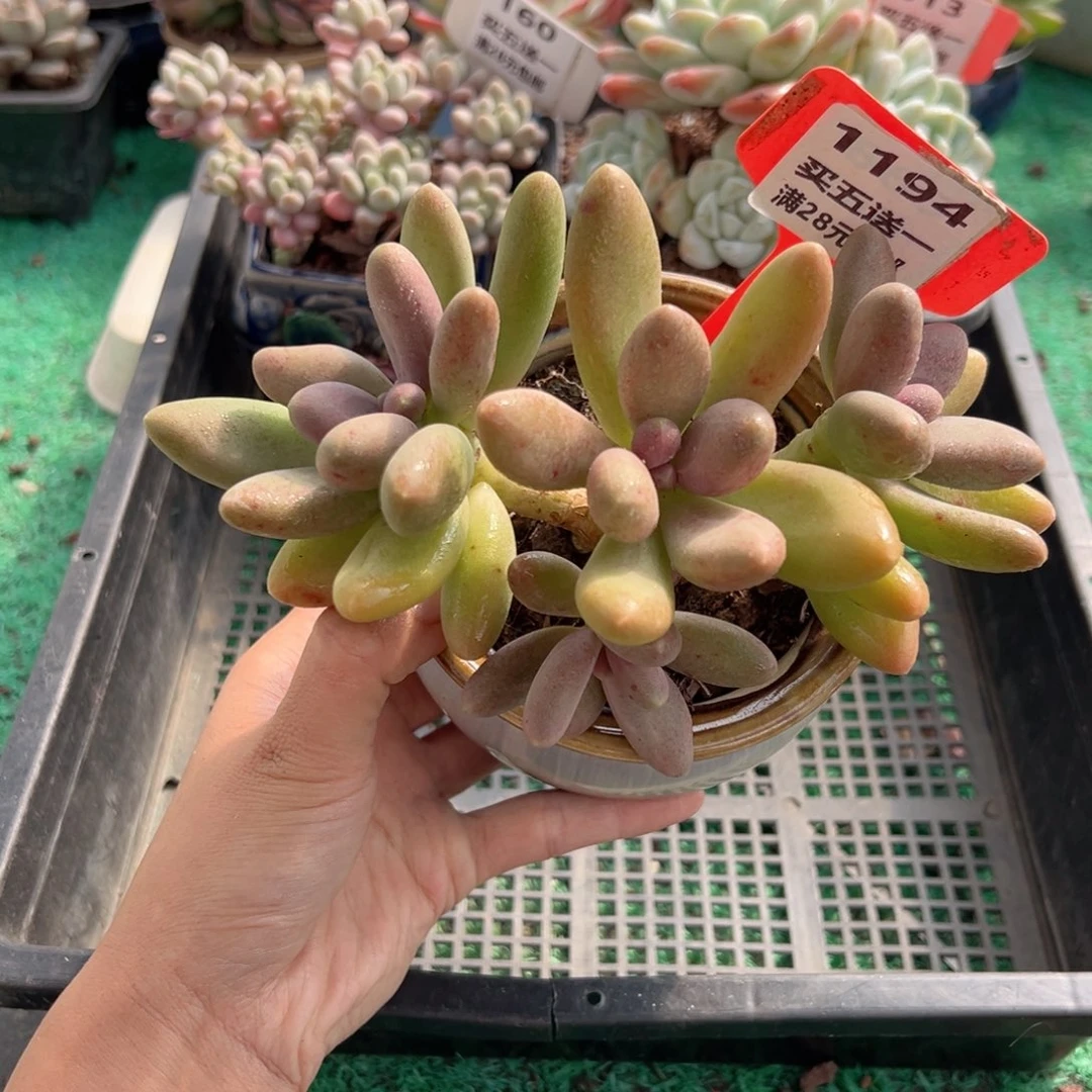 表妹精品多肉植物1194.
