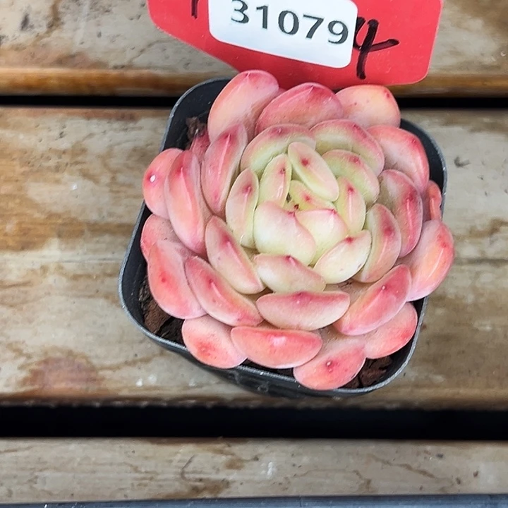 历***师糖心。    31079号。