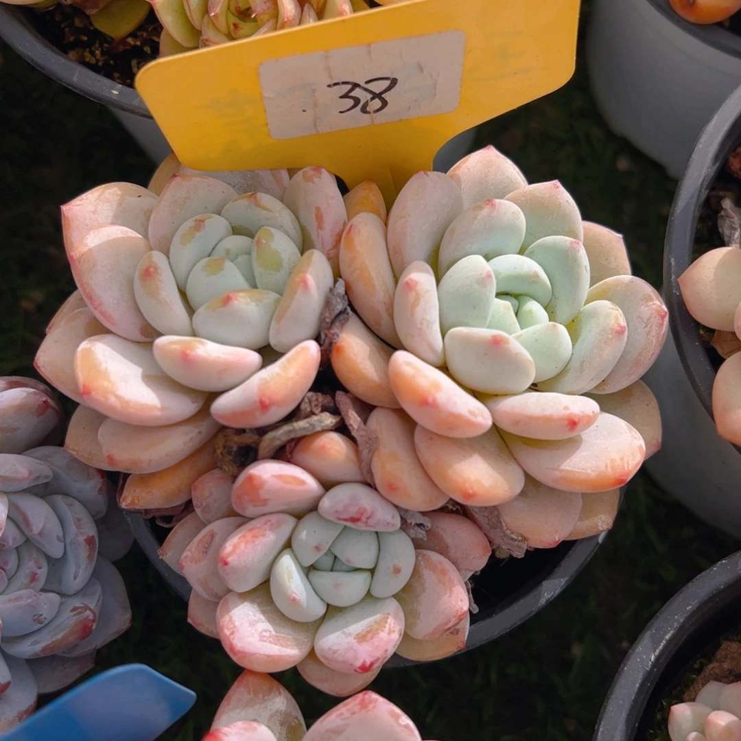 福利来啦打榜啦我的