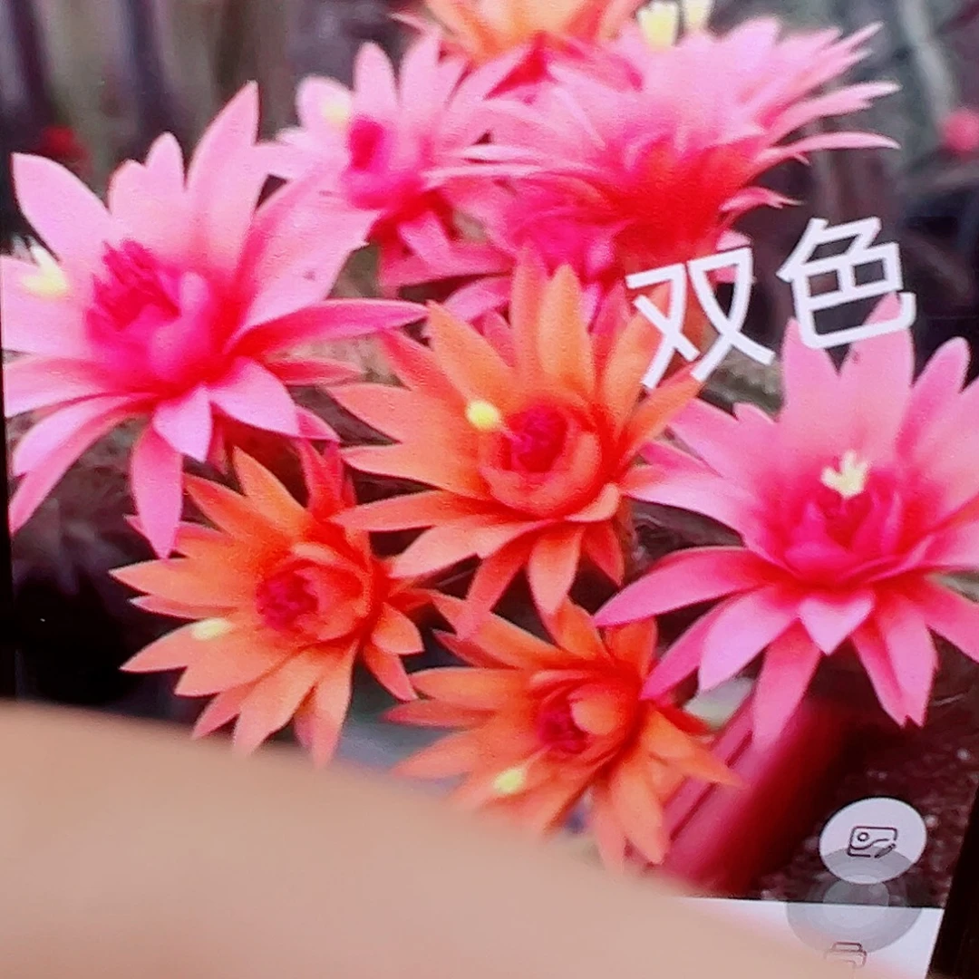 双色金妞 侧芽 满20包邮