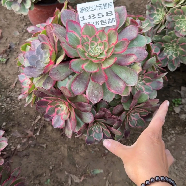 嫣***然1858二号棚莲花座A