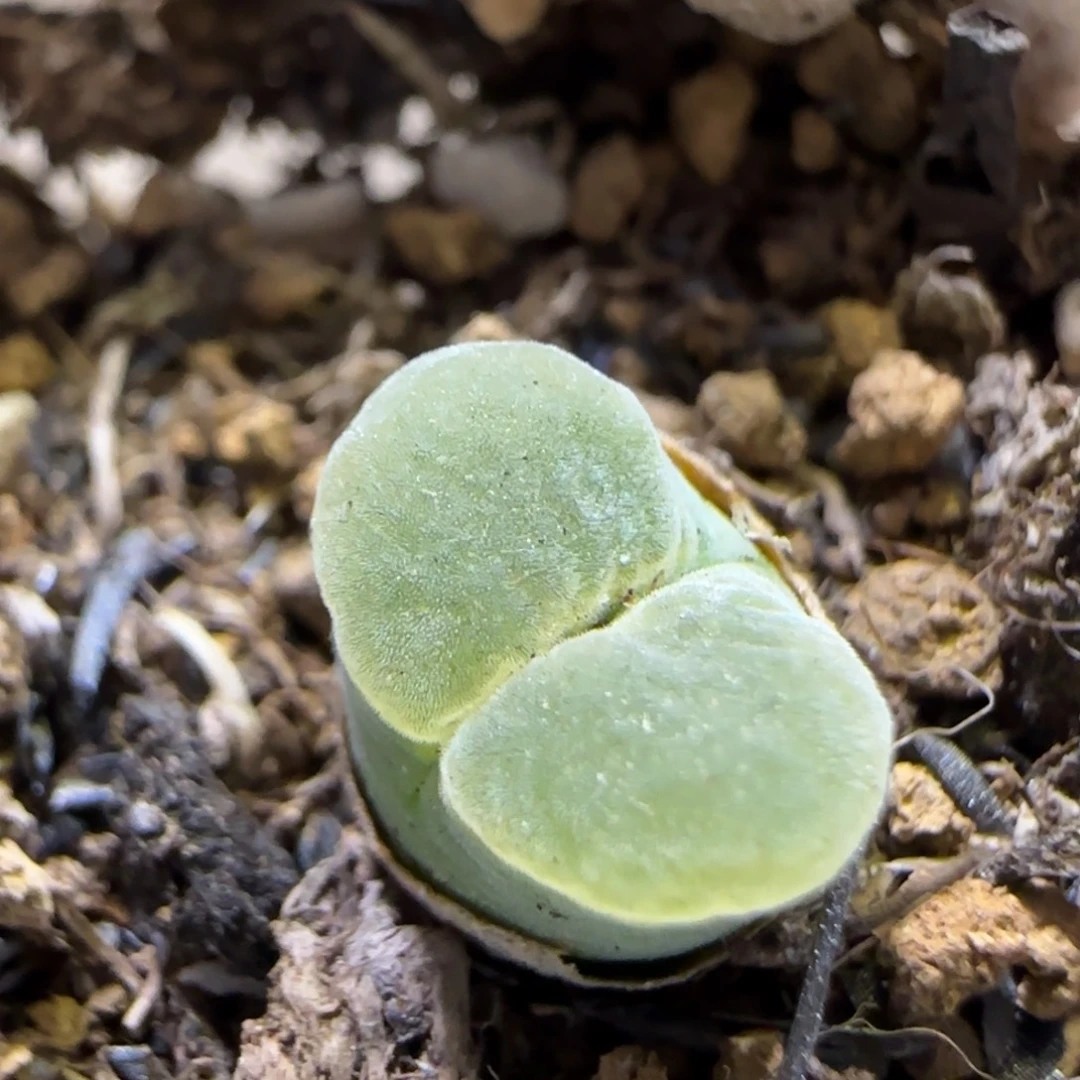 8.14。.84极窗。 5036