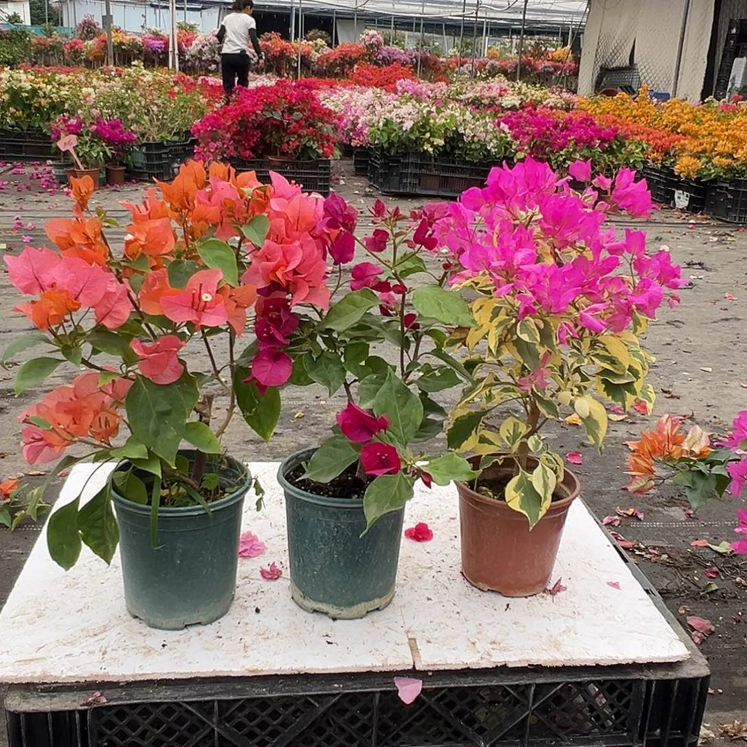 大部分花苞少量开放波妹，黑暗行者，金边宫粉组合