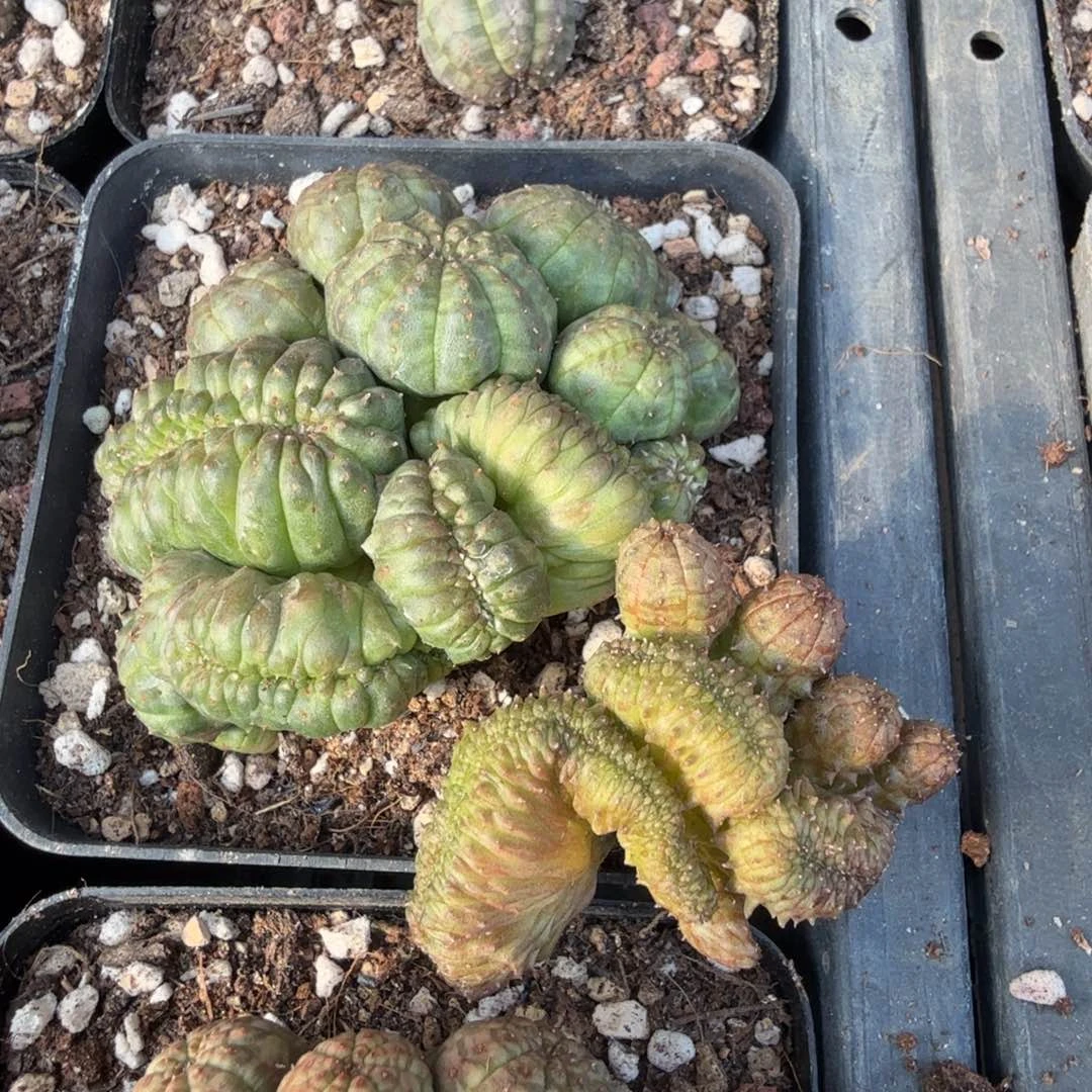 氯***钾多肉植物
