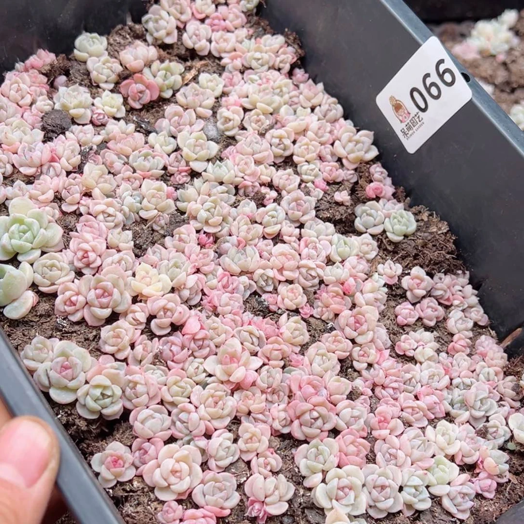 面***?多肉植物多肉植物