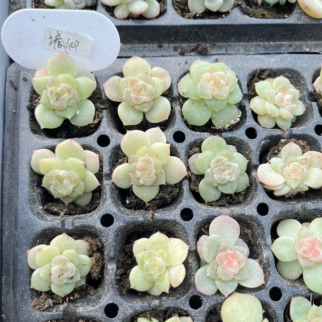 谪仙 量拍混发 满9.9包邮