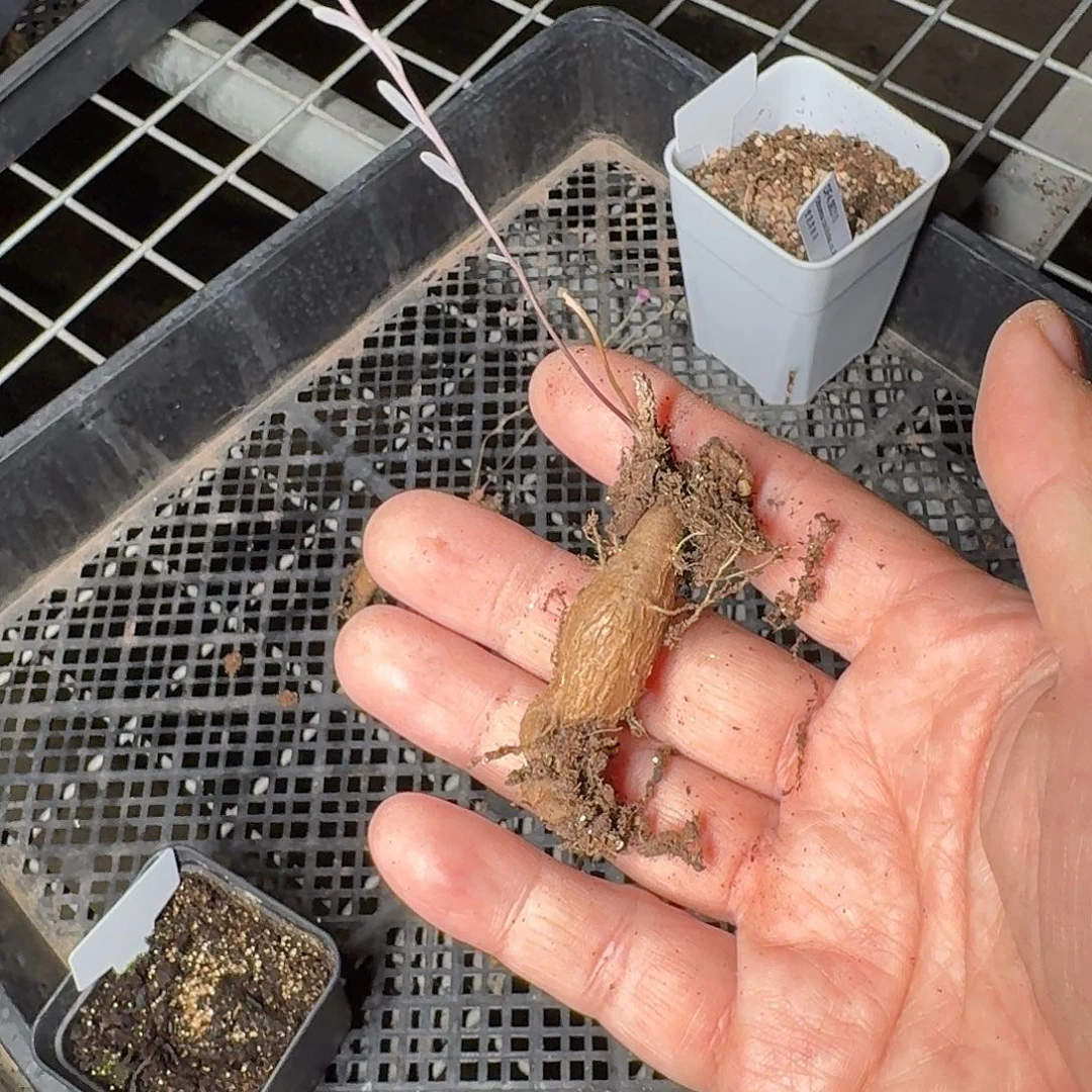 紫花厚敦菊特价一个