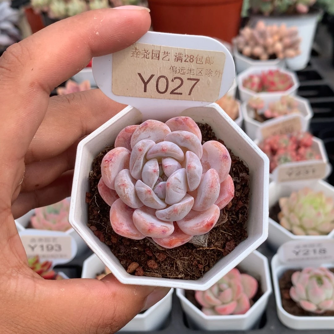 0027橙子4.5厘米