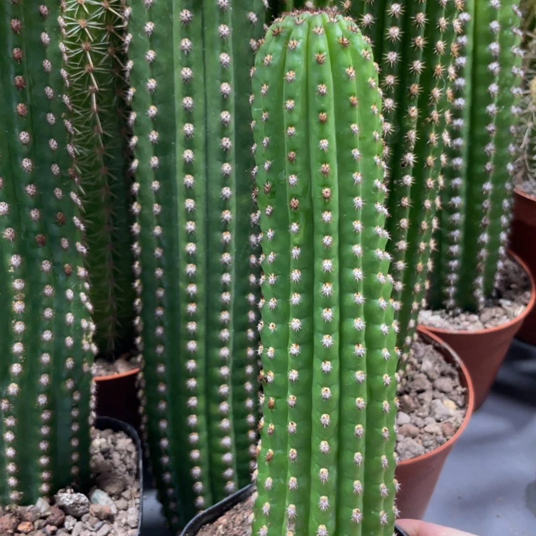 进口金妞金4自根保15公分