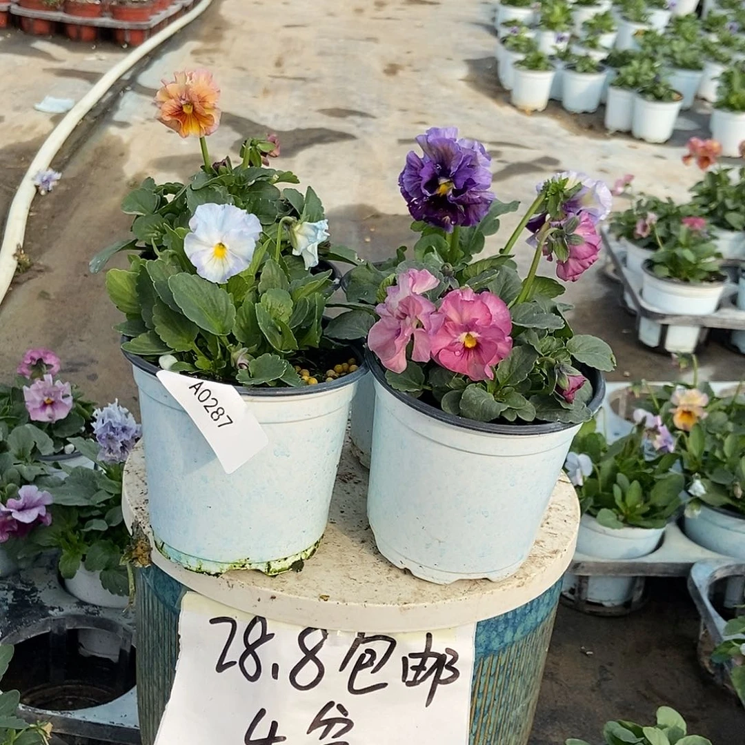 大部分花苞少量开放287