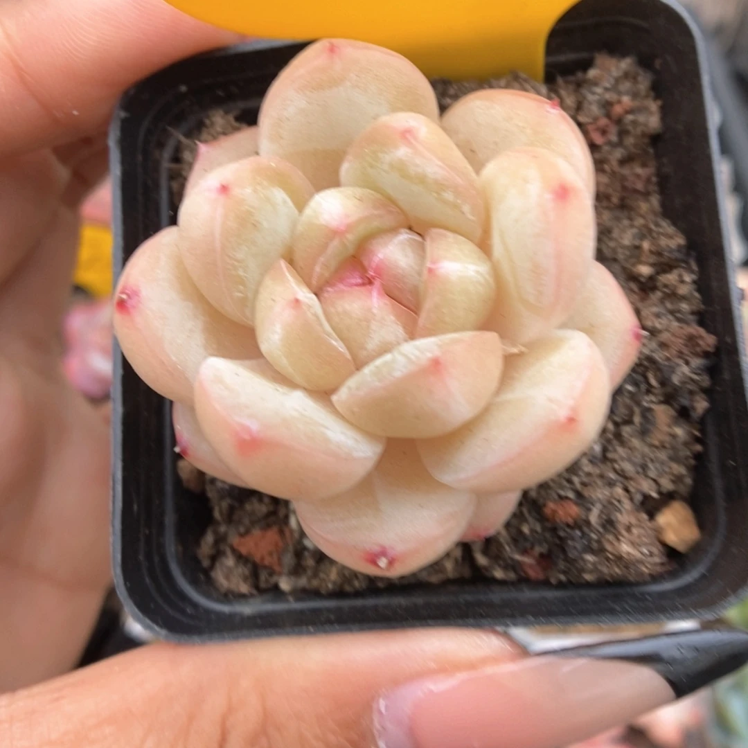 白雪珍妮可拍465号