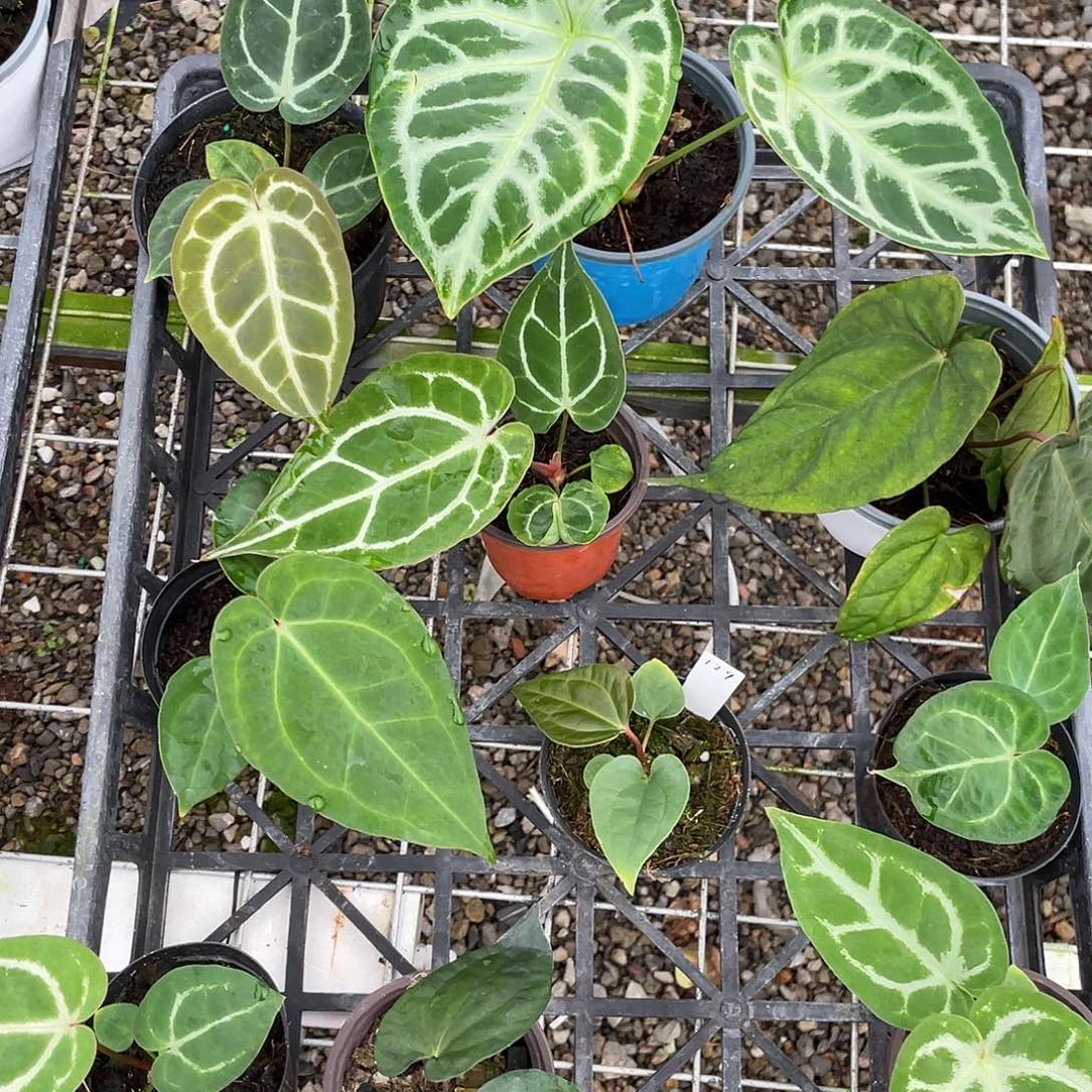 完全开放杂交10颗脱土发，不包叶损，一物一拍129号