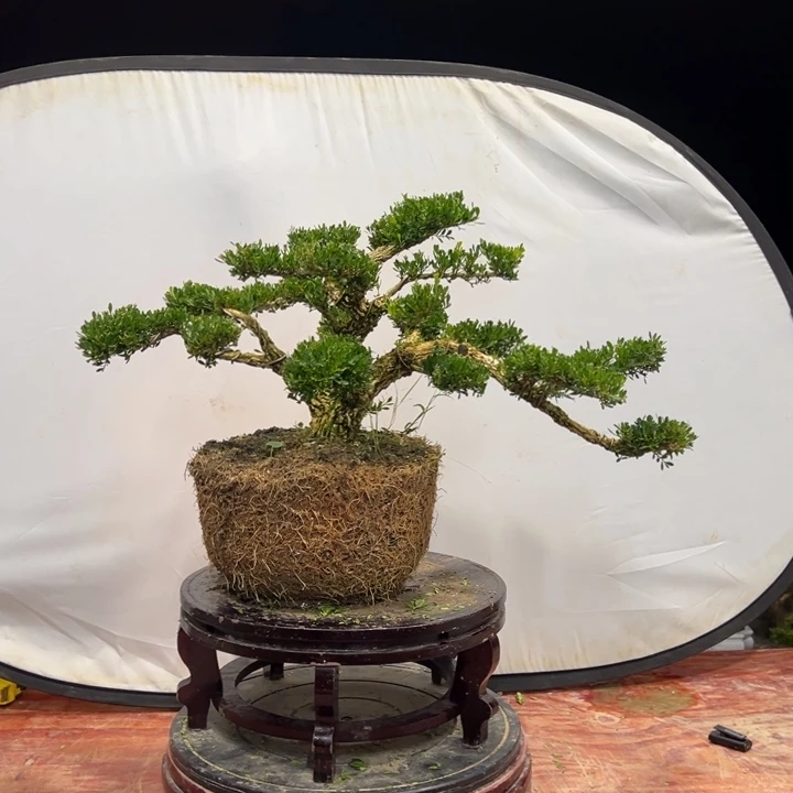 无花朵广东皱皮雀舌黄杨