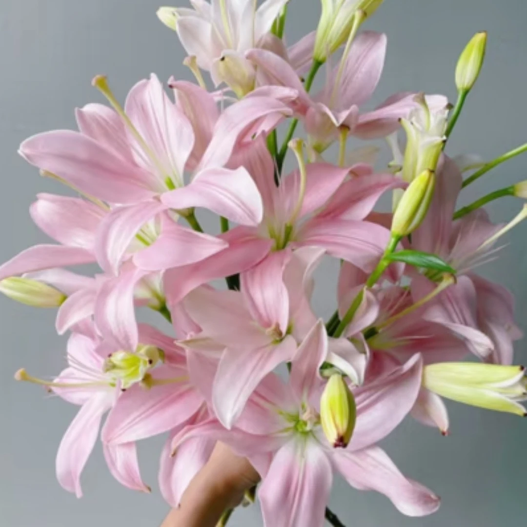 【小粉仙百合9个花头】居家鲜花插瓶鲜花 2单起包邮 今天拍明天到