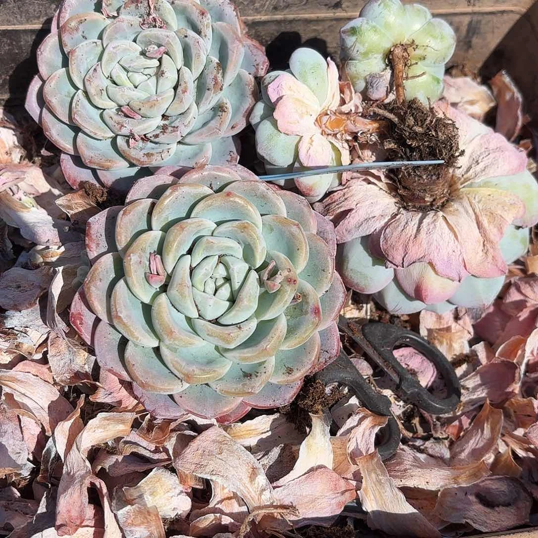 陈燕云姐得三个冰玉好看