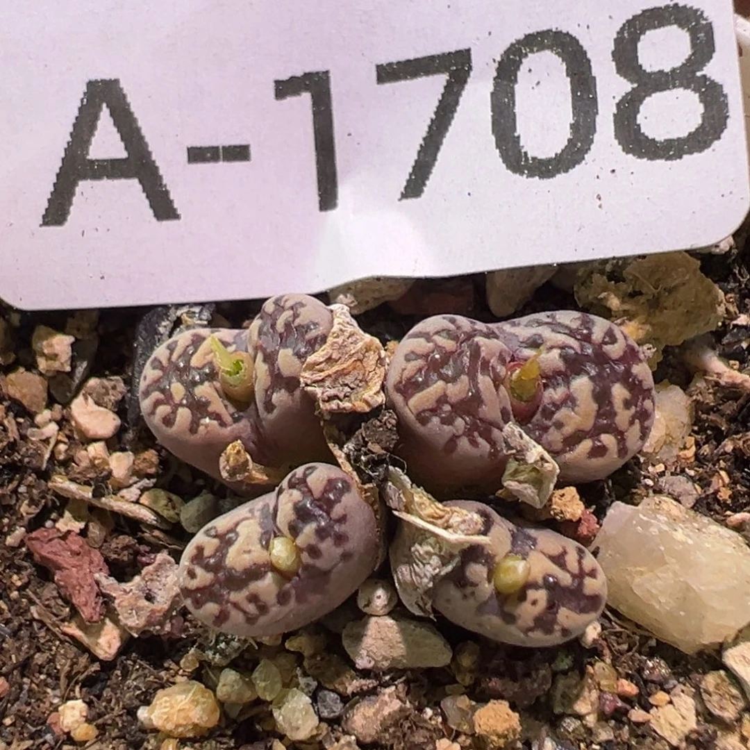 多肉植物11111111111111