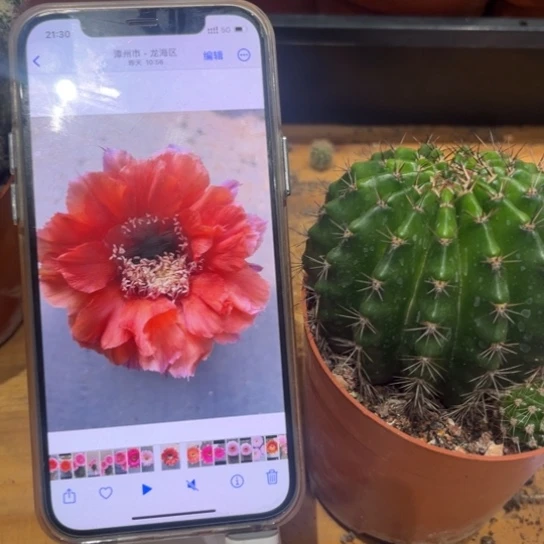 彩草橙红色7公分左右