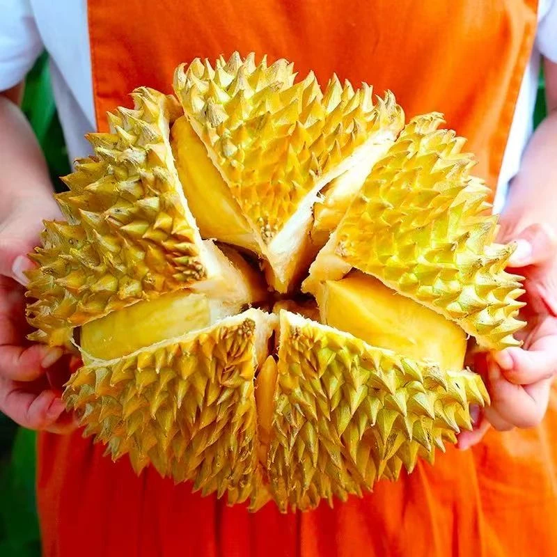 (剥开)三宝爸甄选新鲜泰国金枕榴莲一个 核小4-5斤金枕泰国