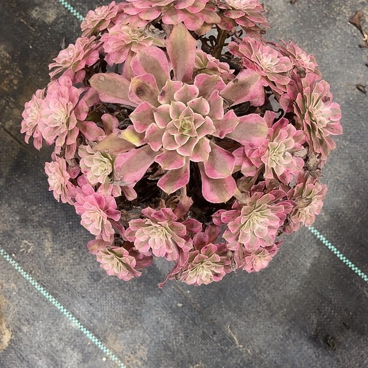 多肉植物铜壶锦……