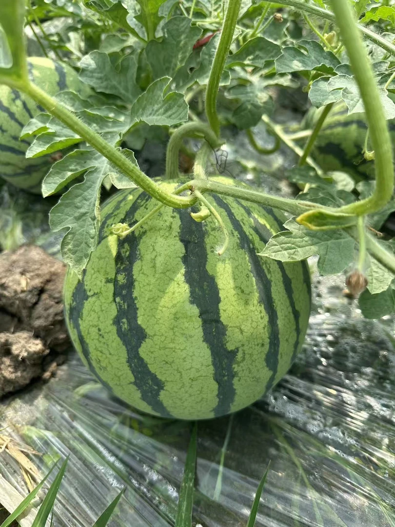 超好吃自然成熟 美都麒麟瓜