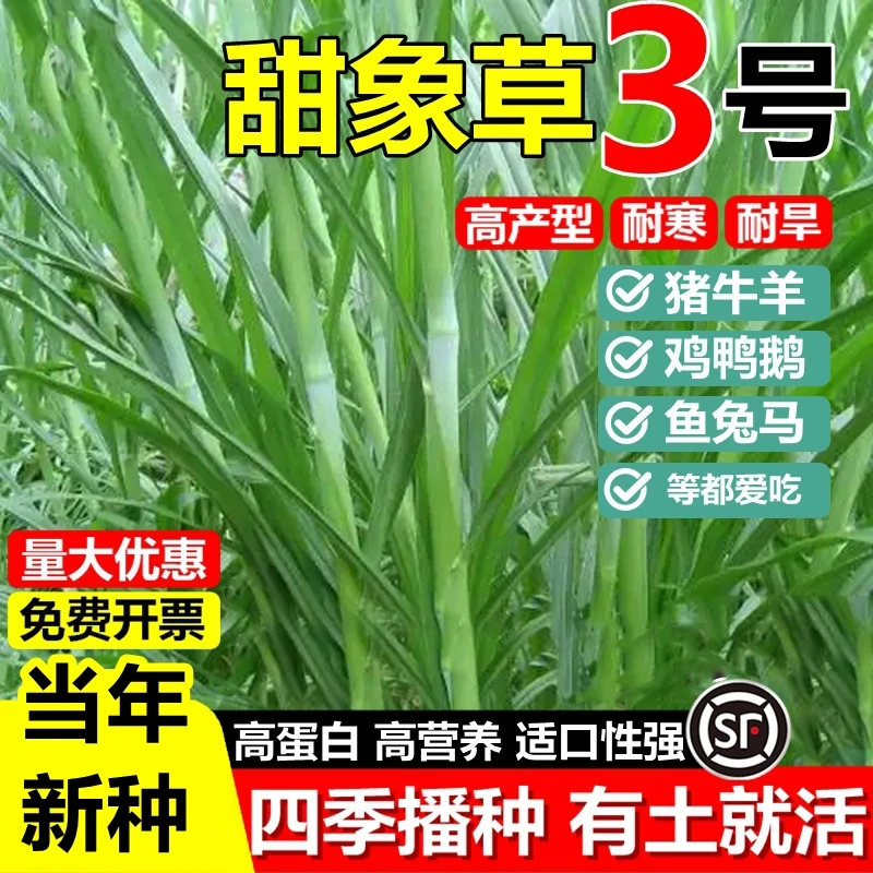 高产进口甜象草3号种子节四季耐寒牧草草籽畜牧养殖猪牛羊鸡鸭鱼