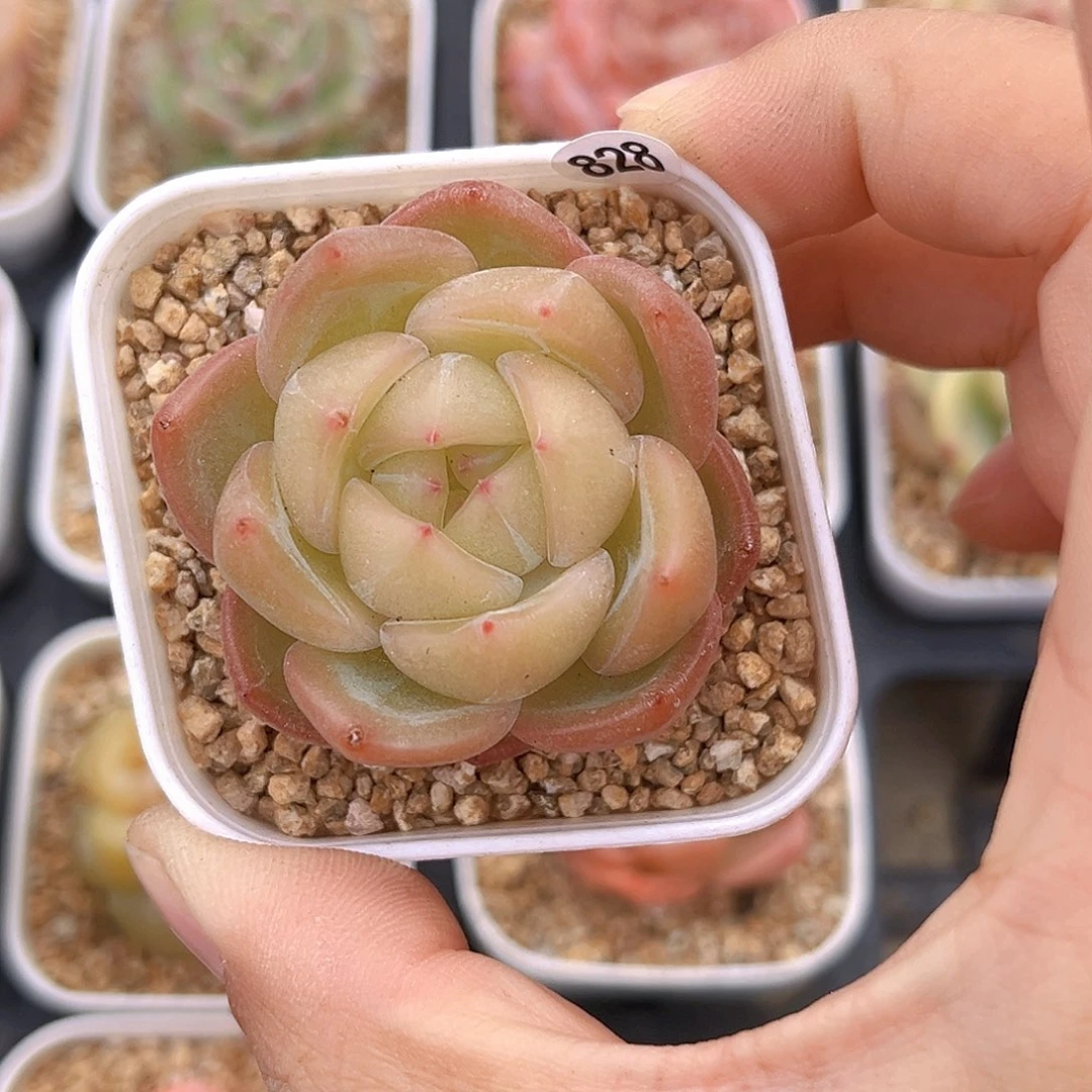 828 新品珍妮  满18包邮