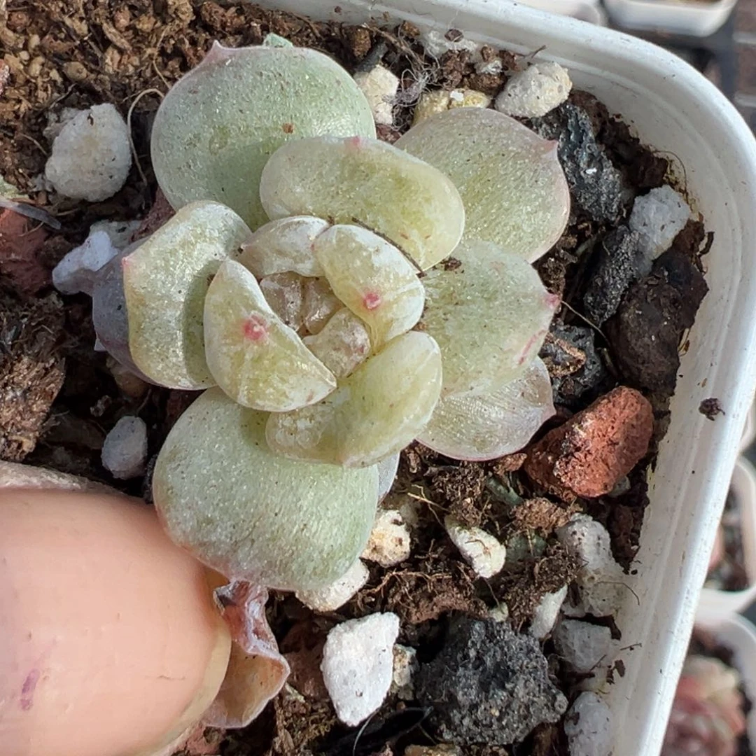 小卡拉米糖心一物一拍