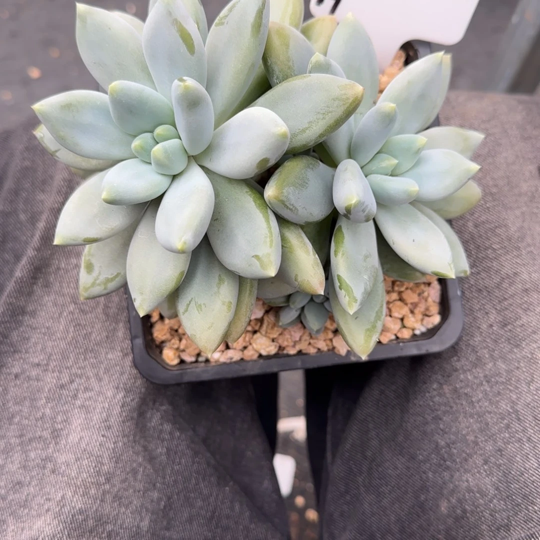 盛****一物一拍黄胖体哥特19